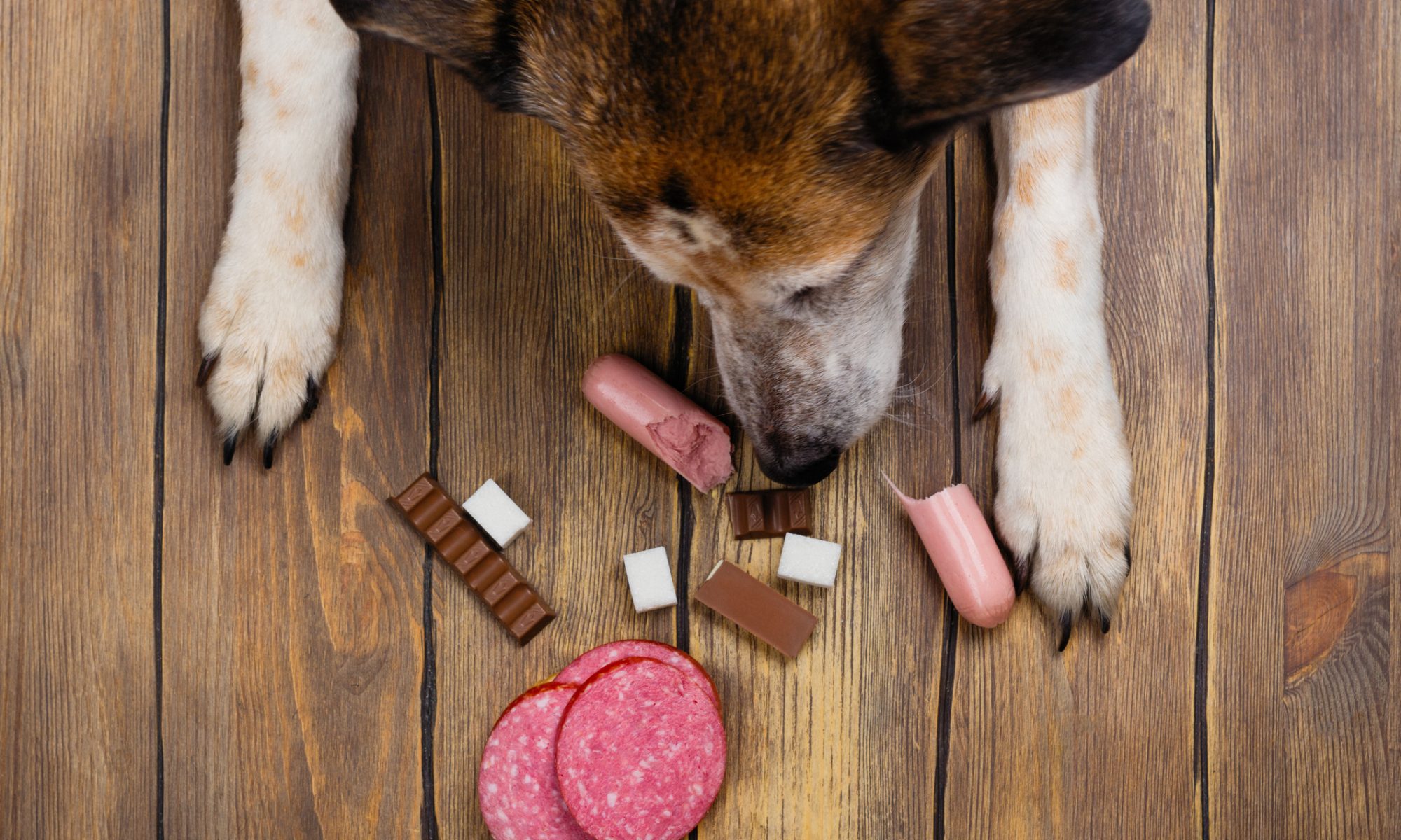 Antigiftködertraining, Hund frisst alles