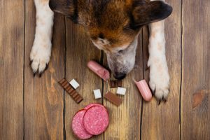 Der Hund soll nichts vom Boden fressen - das ist das Ziel beim Antigiftködertraining.