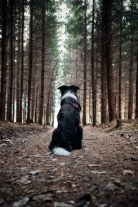 Hund im Wald